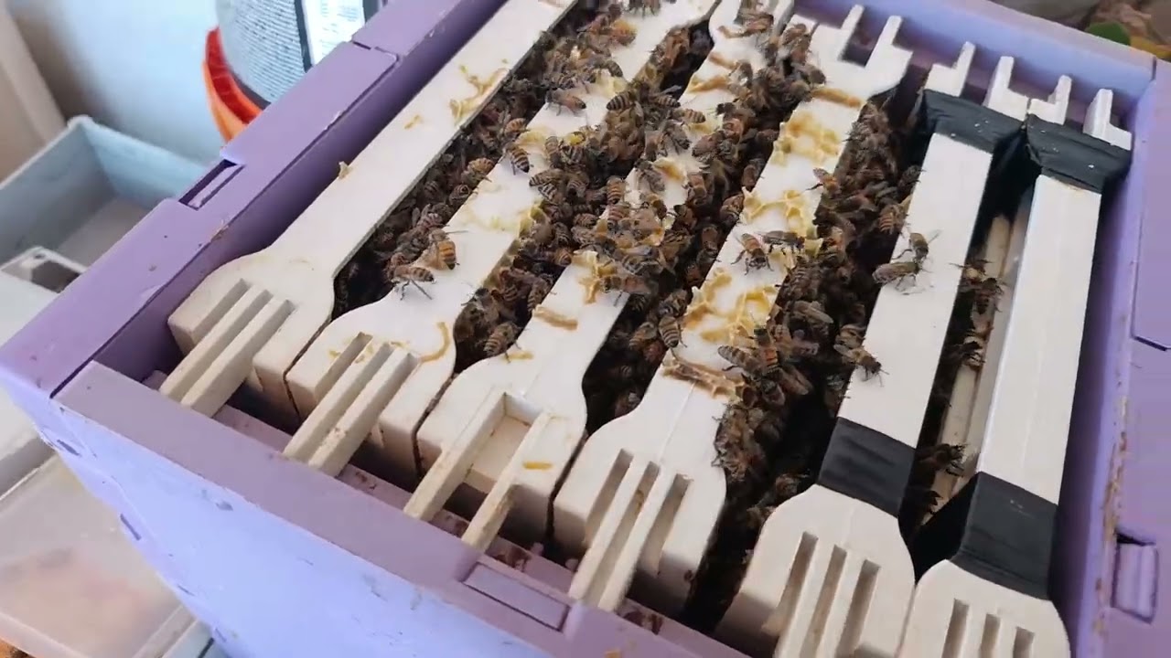 8 Gün Sonra: Belfast F1 vs Karnıyol F1 Gelişim Karşılaştırması 🐝 | Kovan Kontrolü 🍯