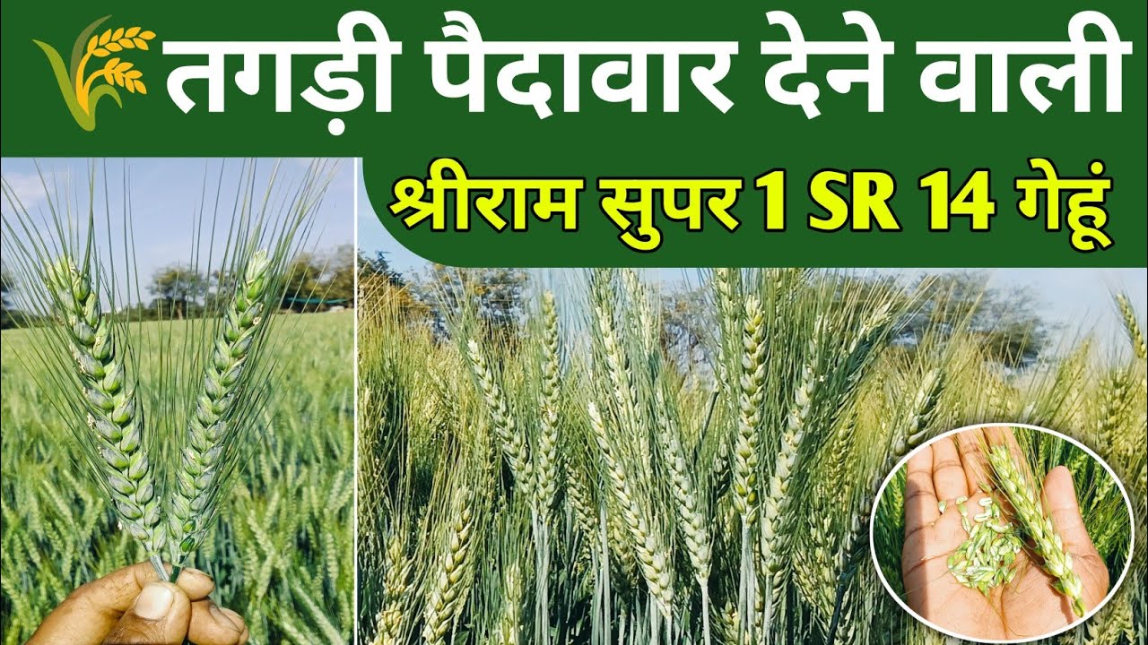 श्रीराम सुपर 1 Sr14 गेहूं की वैरायटी || Shriram super 1 sr 14 gehu | gehu ki top variety