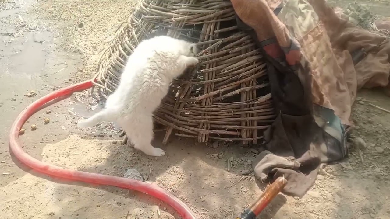 Ajj main maja naya aur ganu har ek chor patte paye