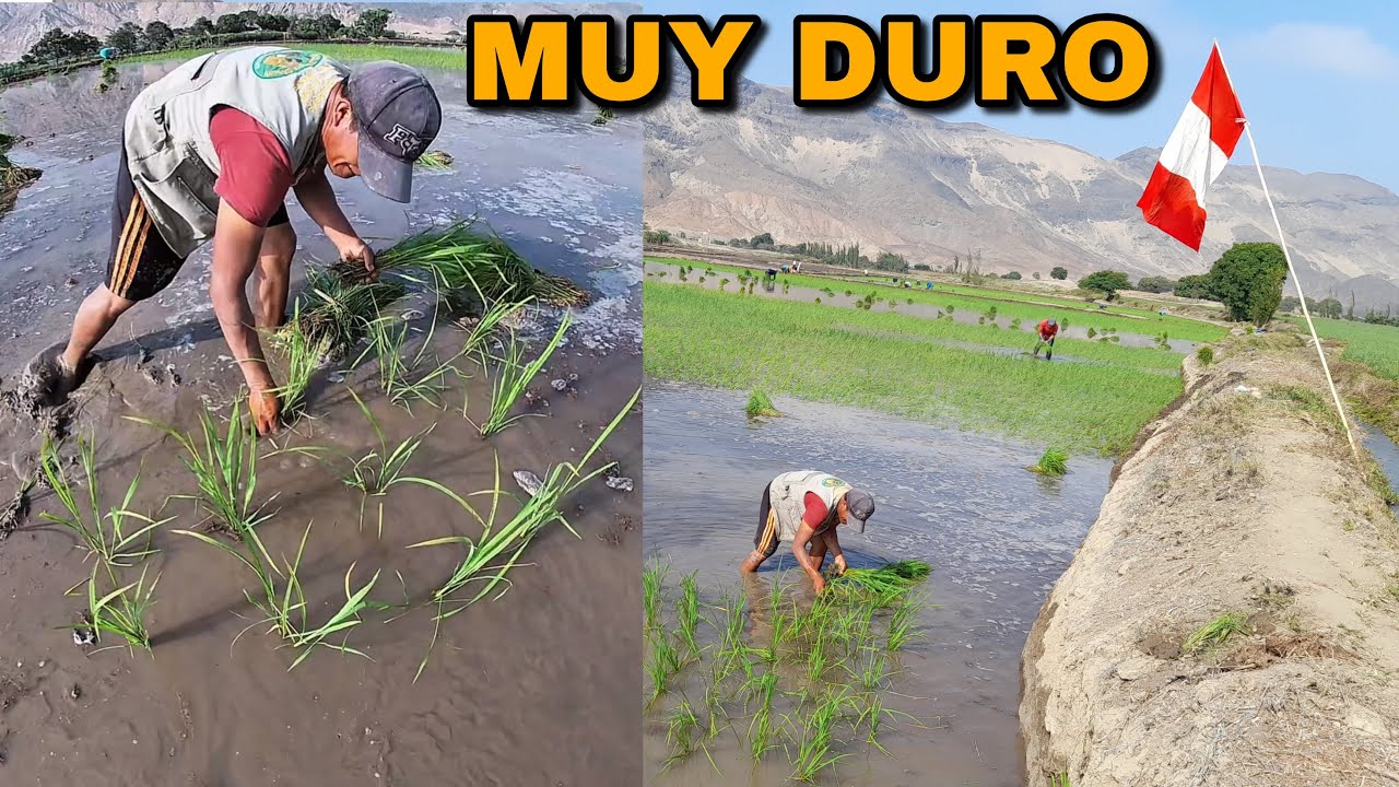 Así se cultiva el ARROZ 🌾 que compras en el mercado.