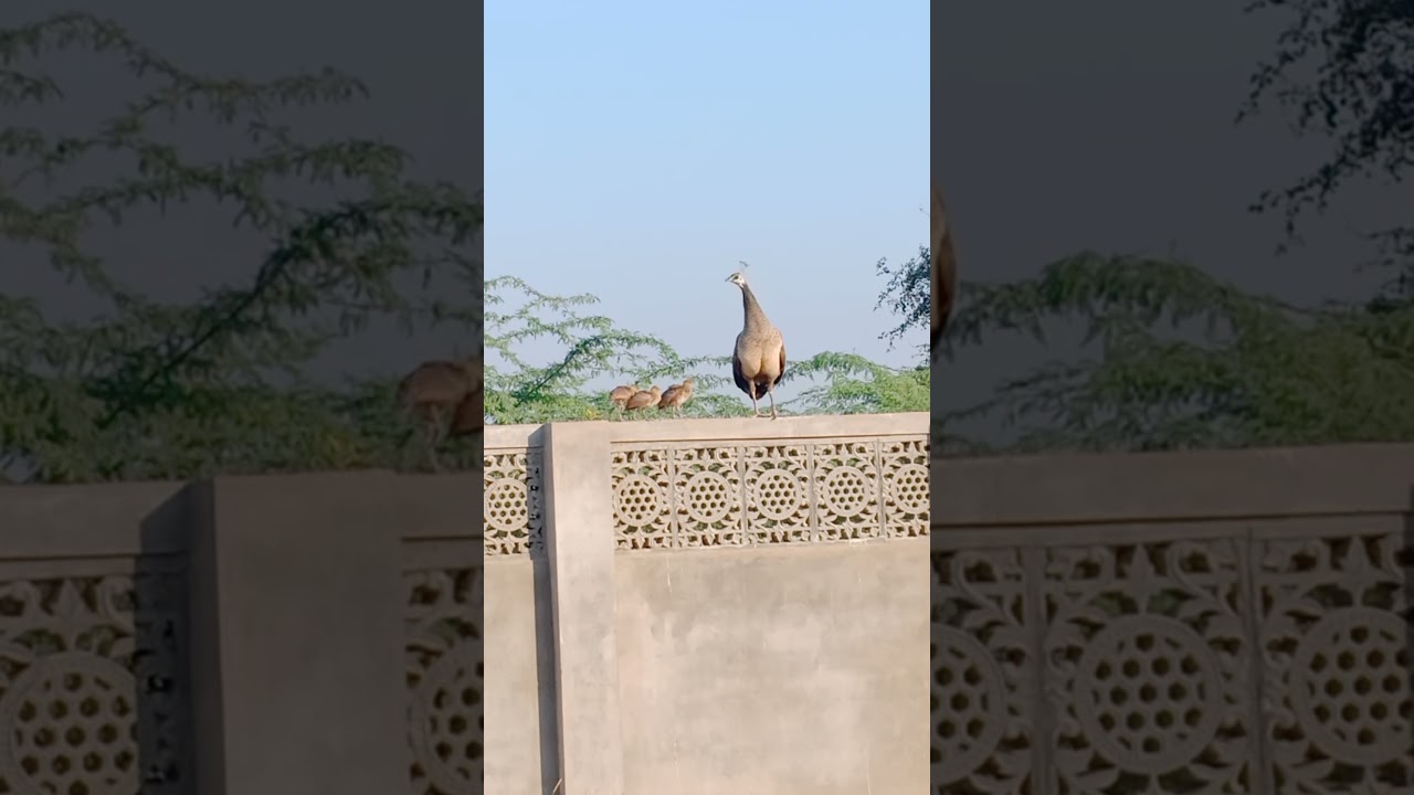 Mother Peahens With Chicks Walk On Wall I #peacock #peafowl #peahen #desert