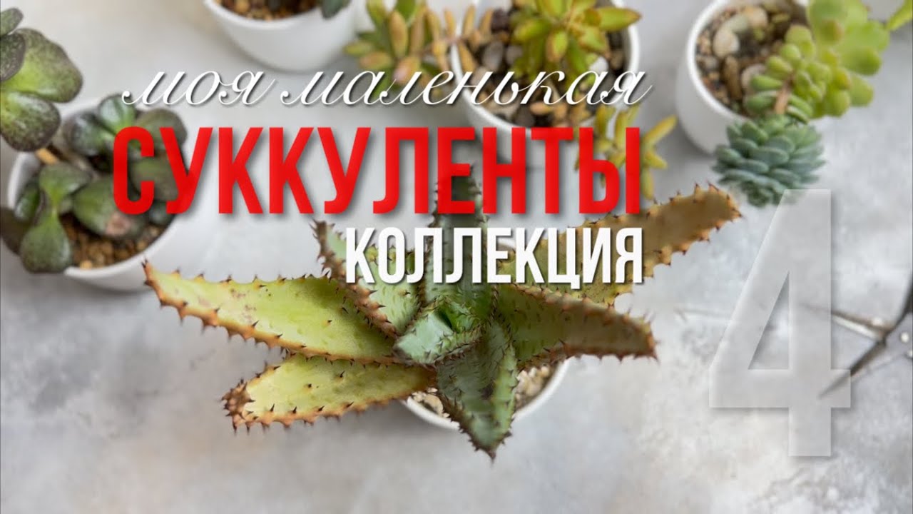 Суккуленты для начинающих: моя коллекция и лайфхаки | Часть 4