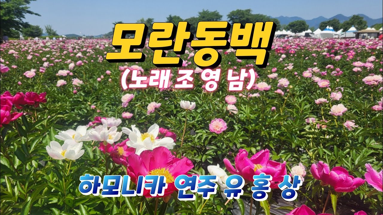 #모란동백 (원곡자 조 영 남) A키 #하모니카 연주 유 홍 상 #황악하모니카예술단 소속 