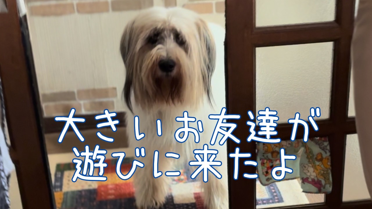 小さいパンナと大きなお友達