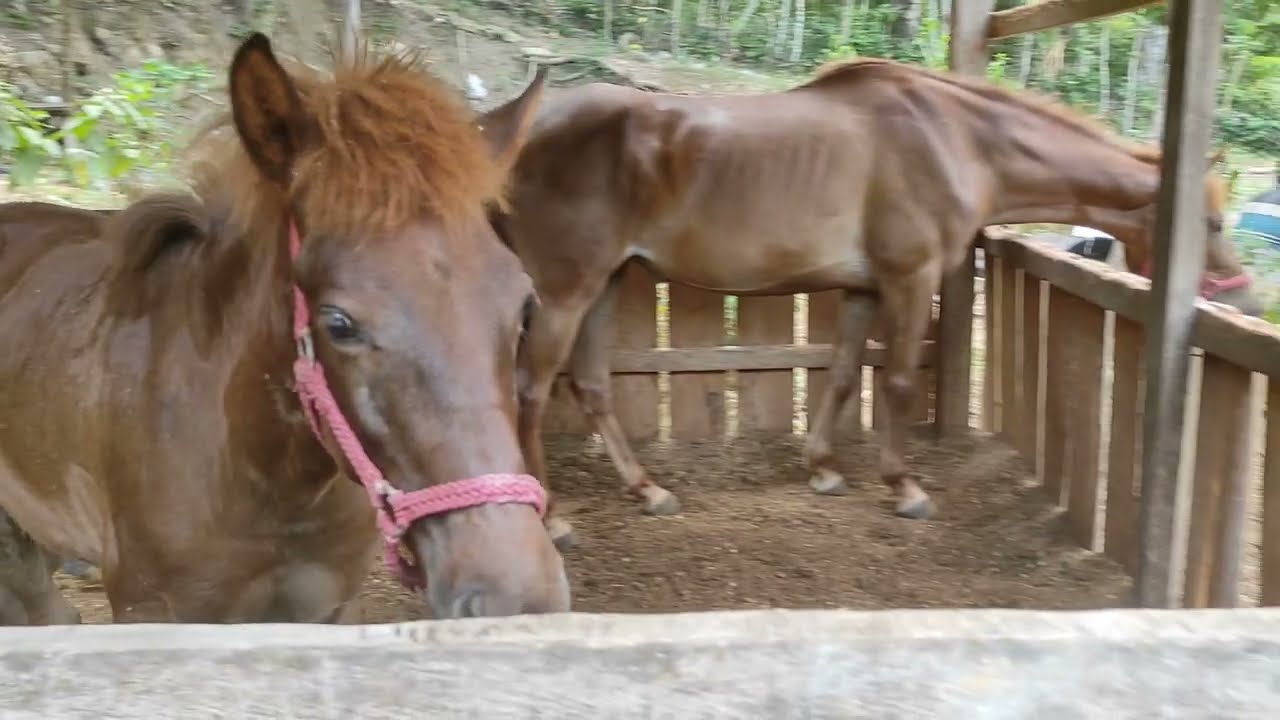 kuda tunggang,, kuda jinak, suara kuda di kandang, suara kuda delman
