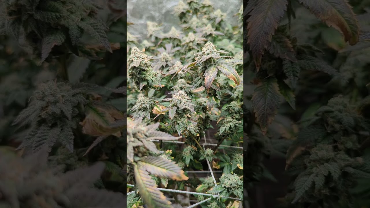 GMO X SHERBCRASHER @ 9 weeks flowering