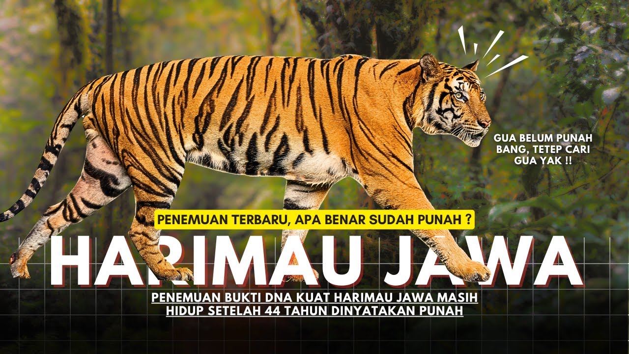 BELUM PUNAH ?! Harimau Jawa Ditemukan Setelah 44 Tahun Dinyatakan Punah ?| #kisahduniapurba