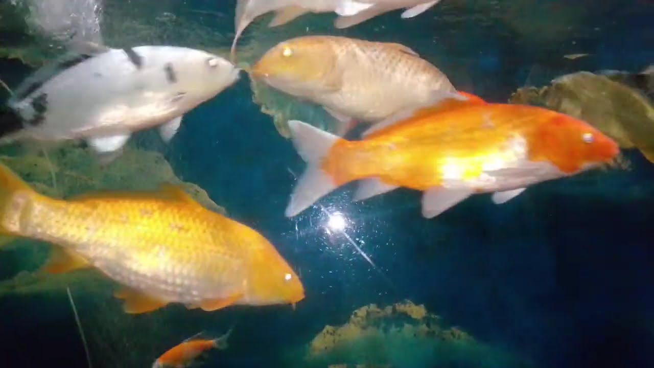 aquarium fish #refreshing 