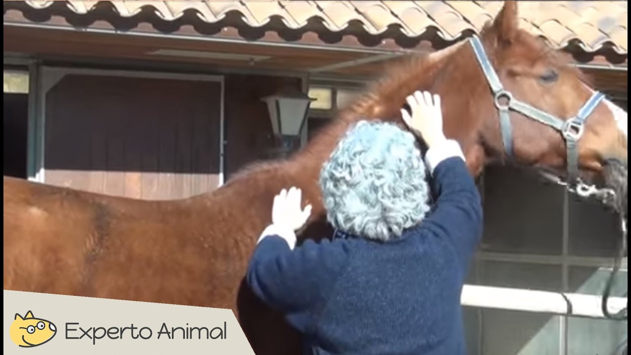 Cómo hacer masajes a caballos