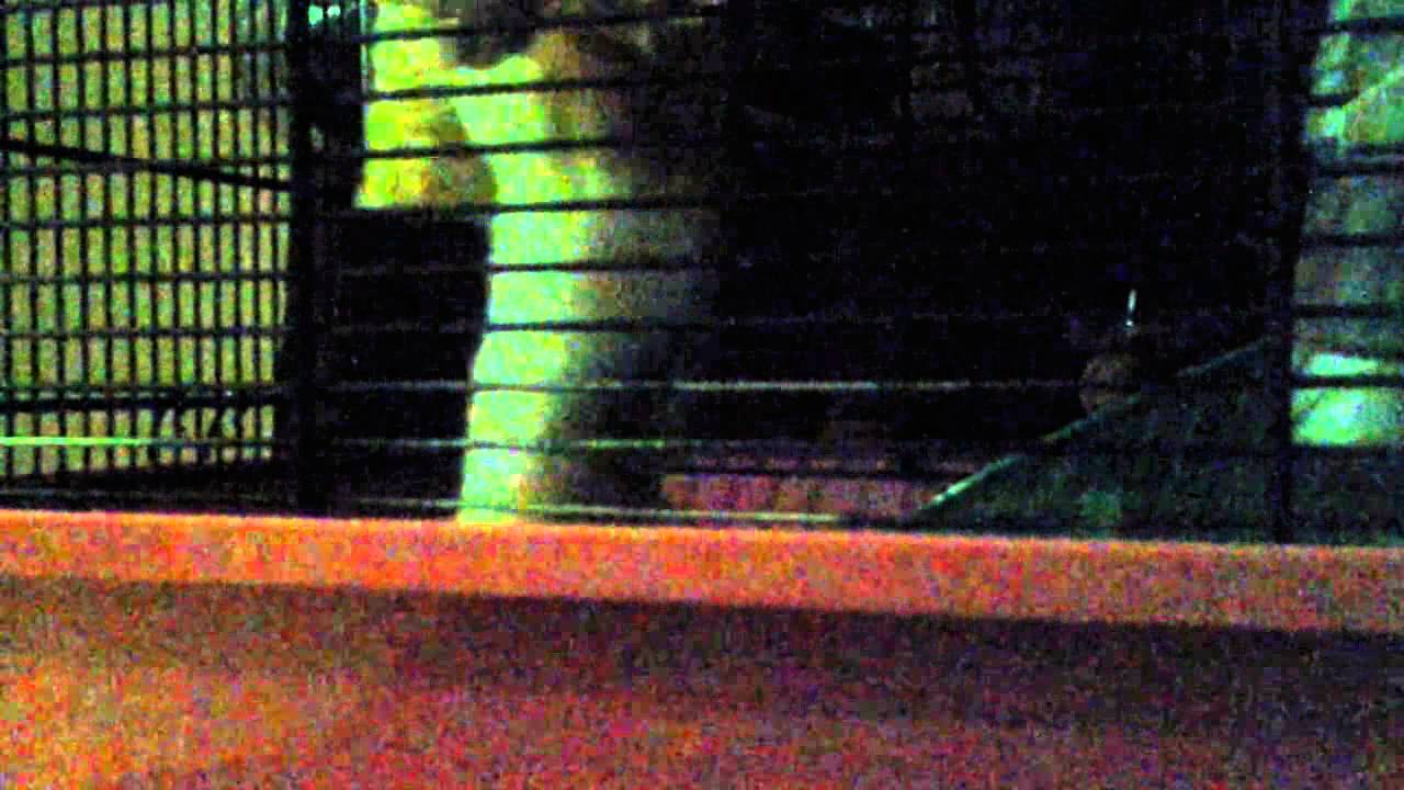 Crazy hamster,  sorry for the bad lighting