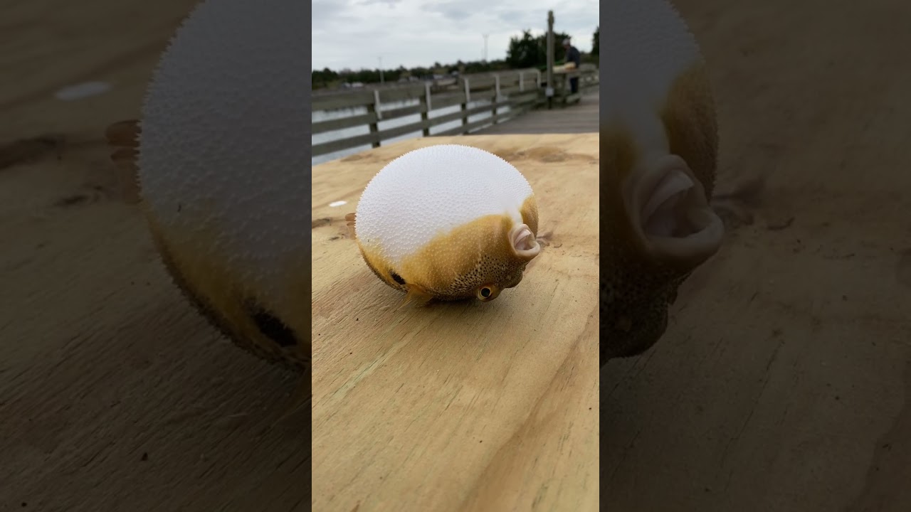 Pufferfish Puffing Up! 😂