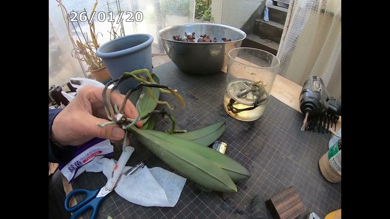 【畑 de Vlog】260120「胡蝶蘭を鉢に植え替えます。」