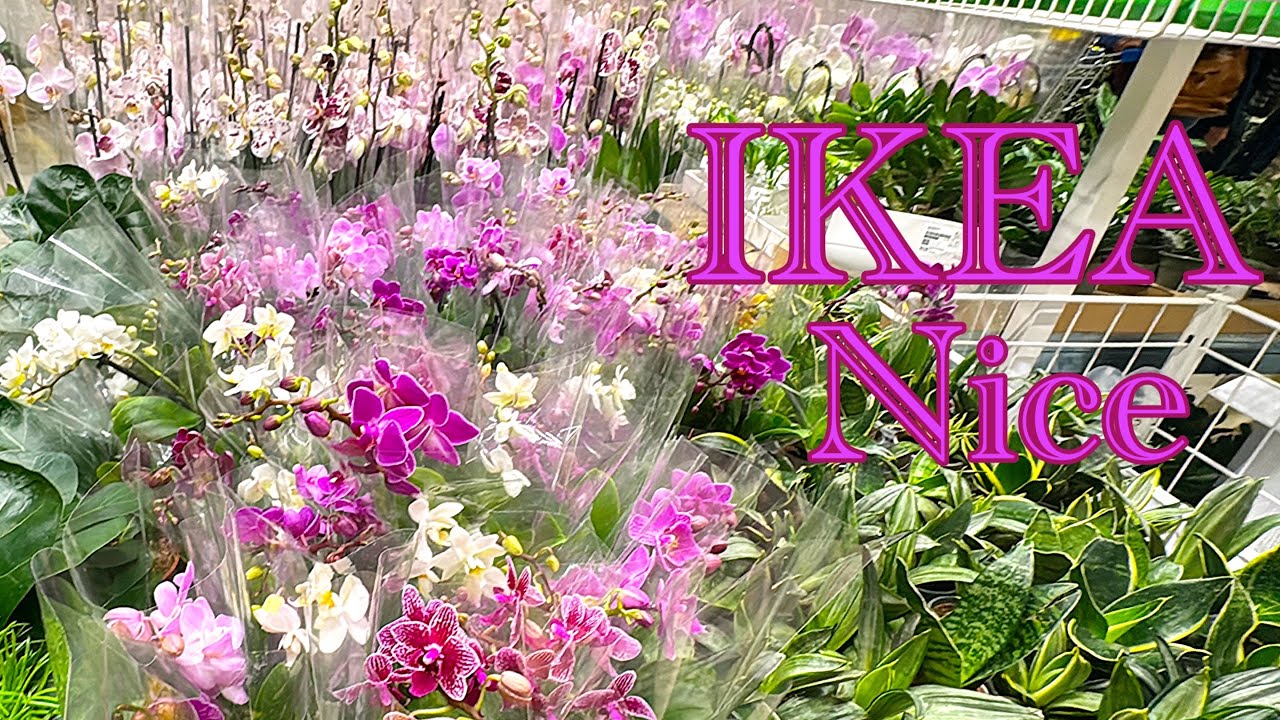 🌸 #орхидеи в Икее- был завоз!✌️