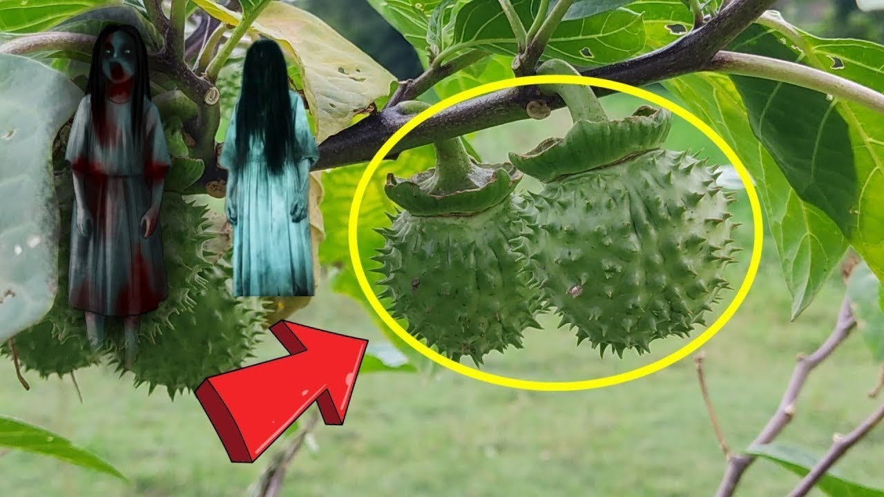 भूत प्रेत जादू टोना शनि राहु केतु में इतना हिम्मत नहीं है की इसके रखने के बाद आपका बाल बाका कर पाए?