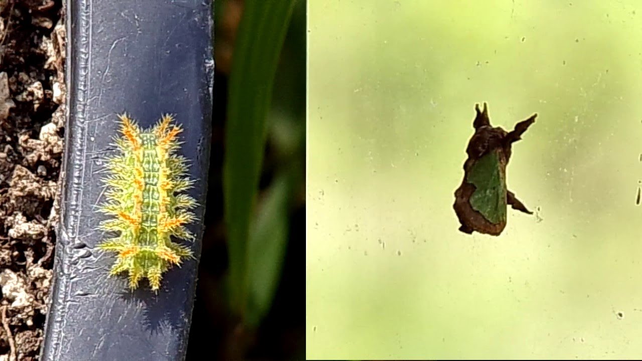 Spiny Oak Slug Moth (Euclea delphinii)  Stinging Caterpillar