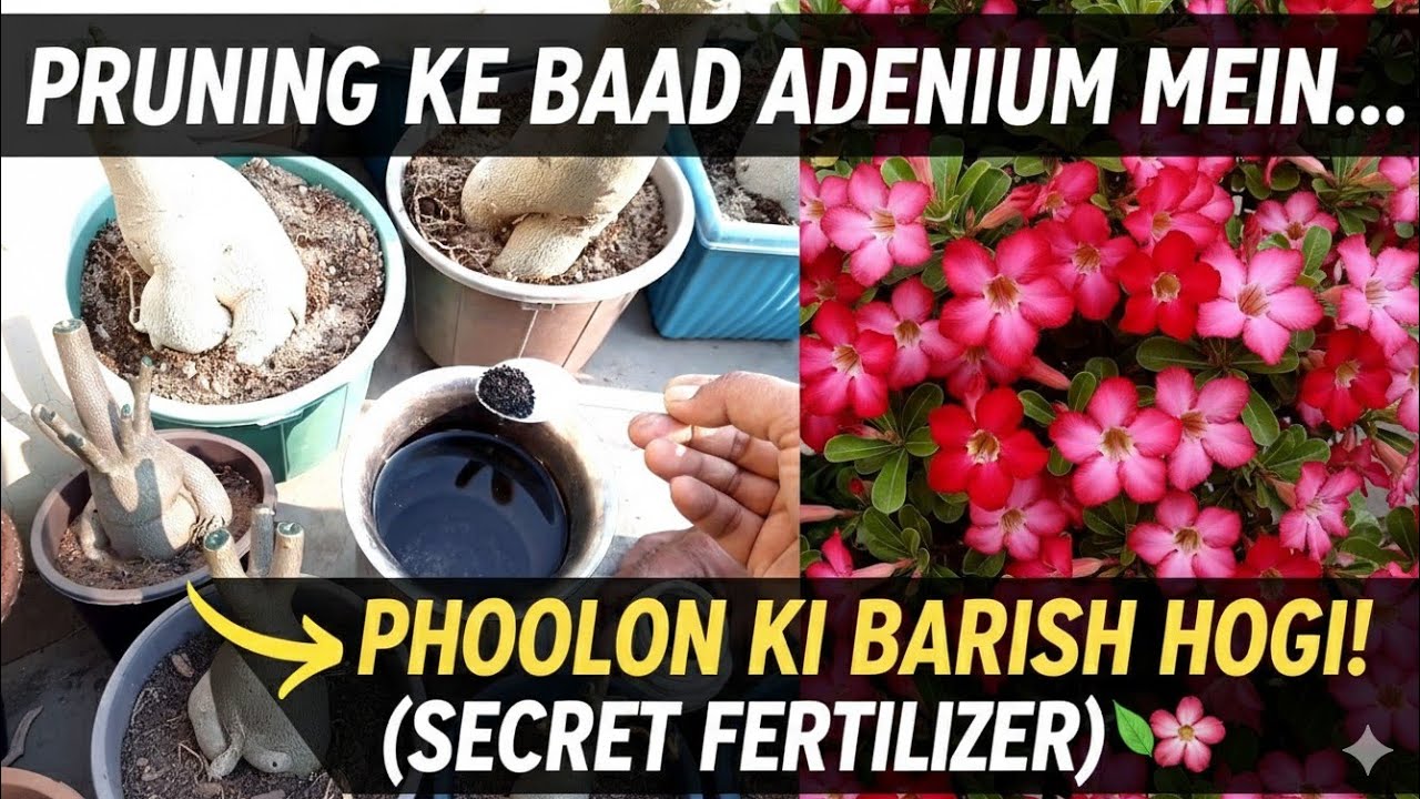 एडेनियम में प्रूनिंग के बाद दीजिए यह फर्टिलाइजर होगी फूलों की बारिश|| @adaniumgrowers6108 