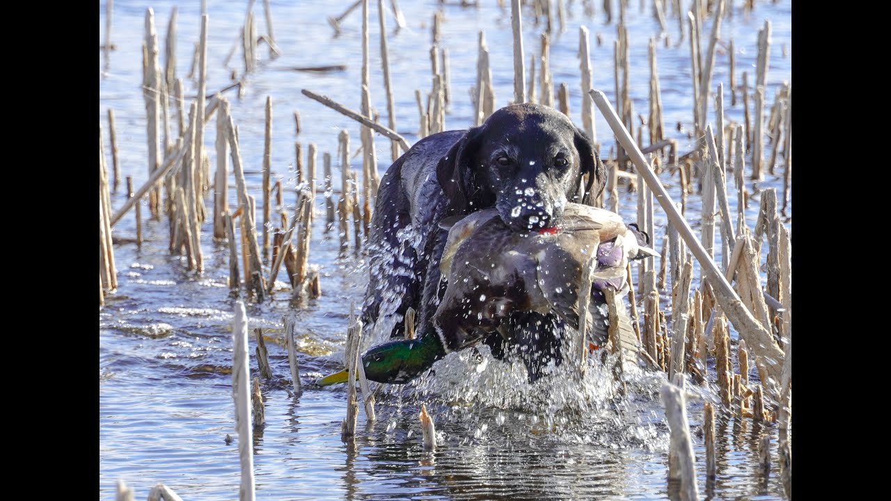 28 gauge mallard hunt