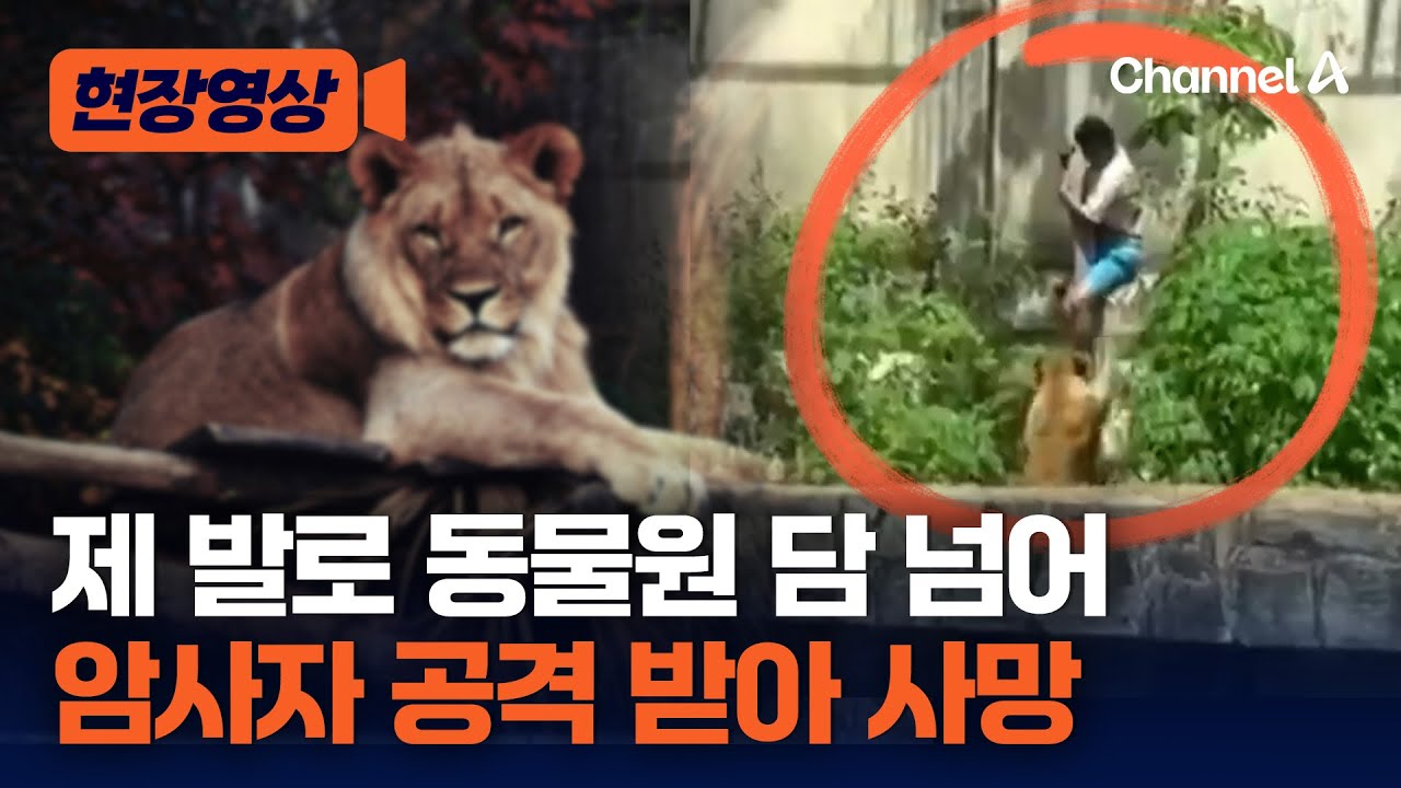 제 발로 동물원 담 넘더니&hellip;암사자에게 공격당했다 [현장영상] / 채널A