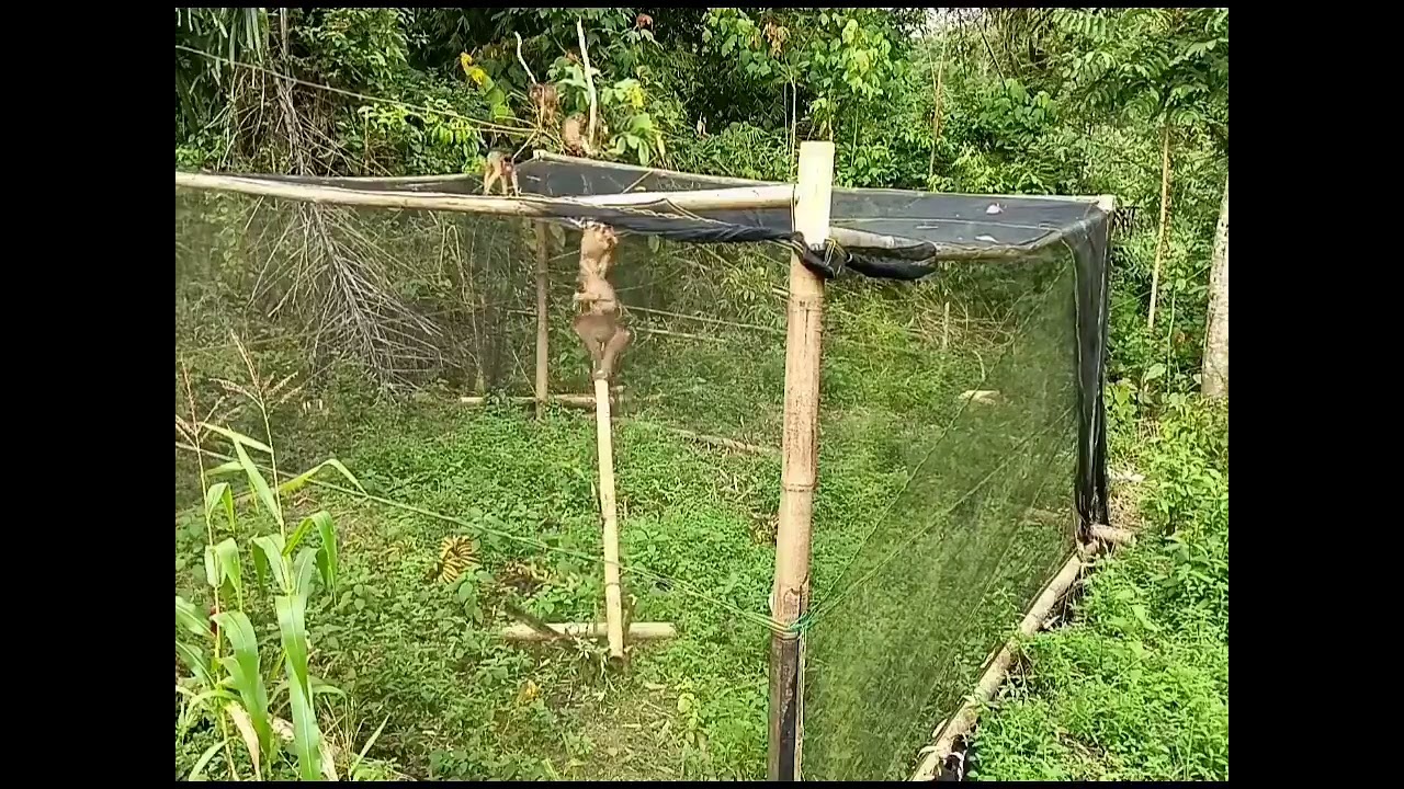 Monkey Trap videos