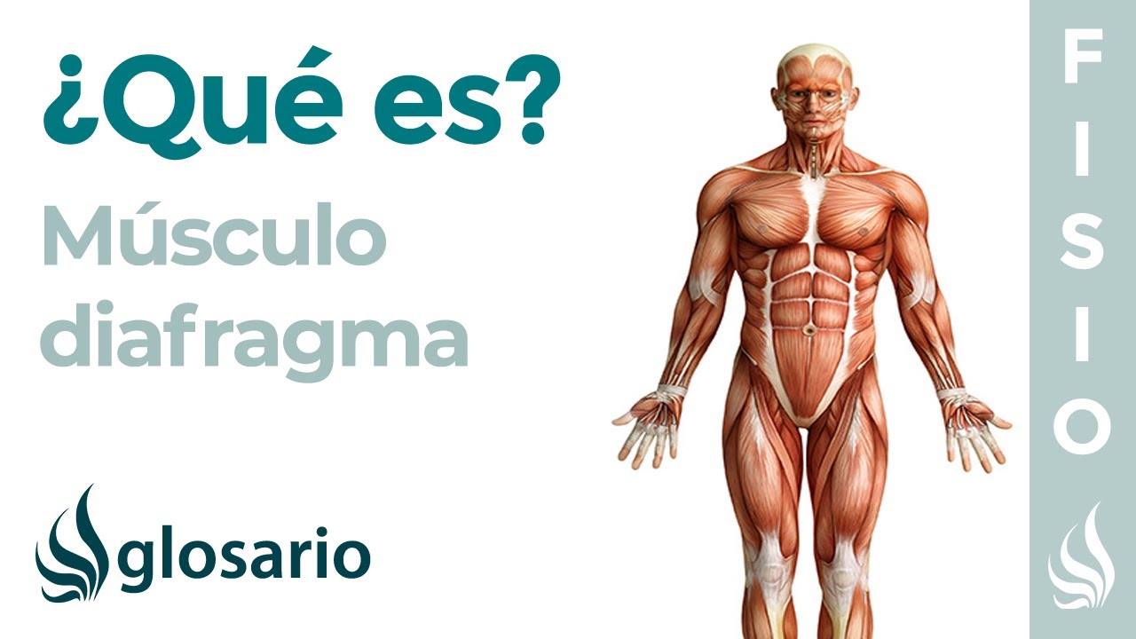 Músculo DIAFRAGMA | Qué es, ubicación, cómo ejercitar, origeb, inserción y función