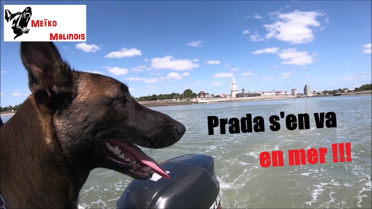 Sortir en Mer avec son Chien