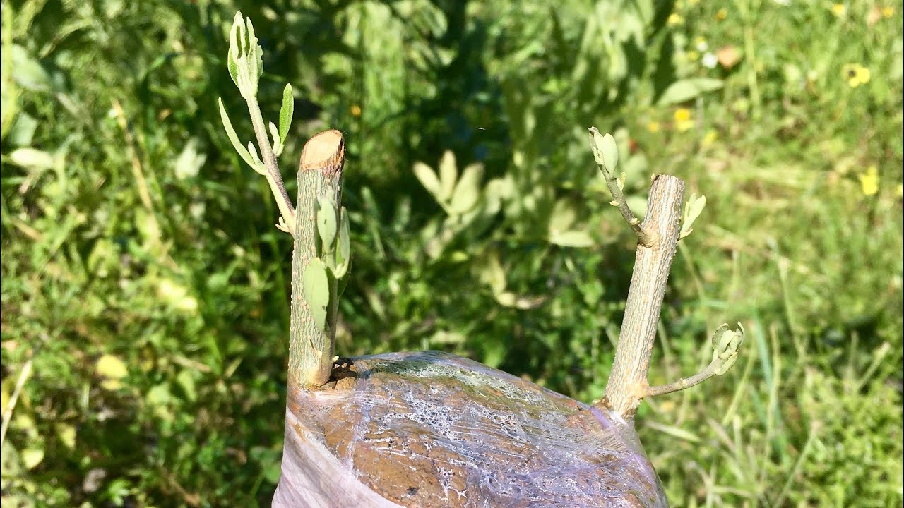 How to graft an olive-tree تطعيم الزيتون بالقلم اللحائي بهدف تغيير الصنف