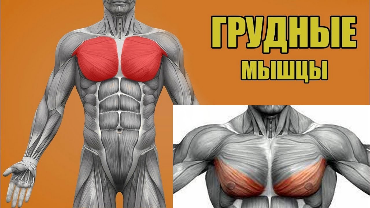 Тонкости тренировки грудных мышц