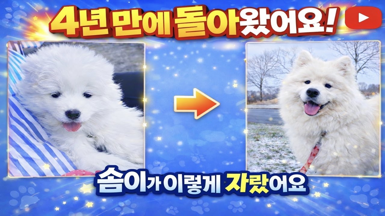 오랜만이에요 | 사모예드 솜이와 함께한 시간들 It's Been a While | Life With Samoyed Somi