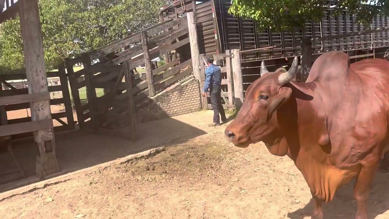 Gado chegando na Faz Tabaju da 88ªExpozebu 23 -Vou soltar nos pasto pra descansarem pro ano que vem