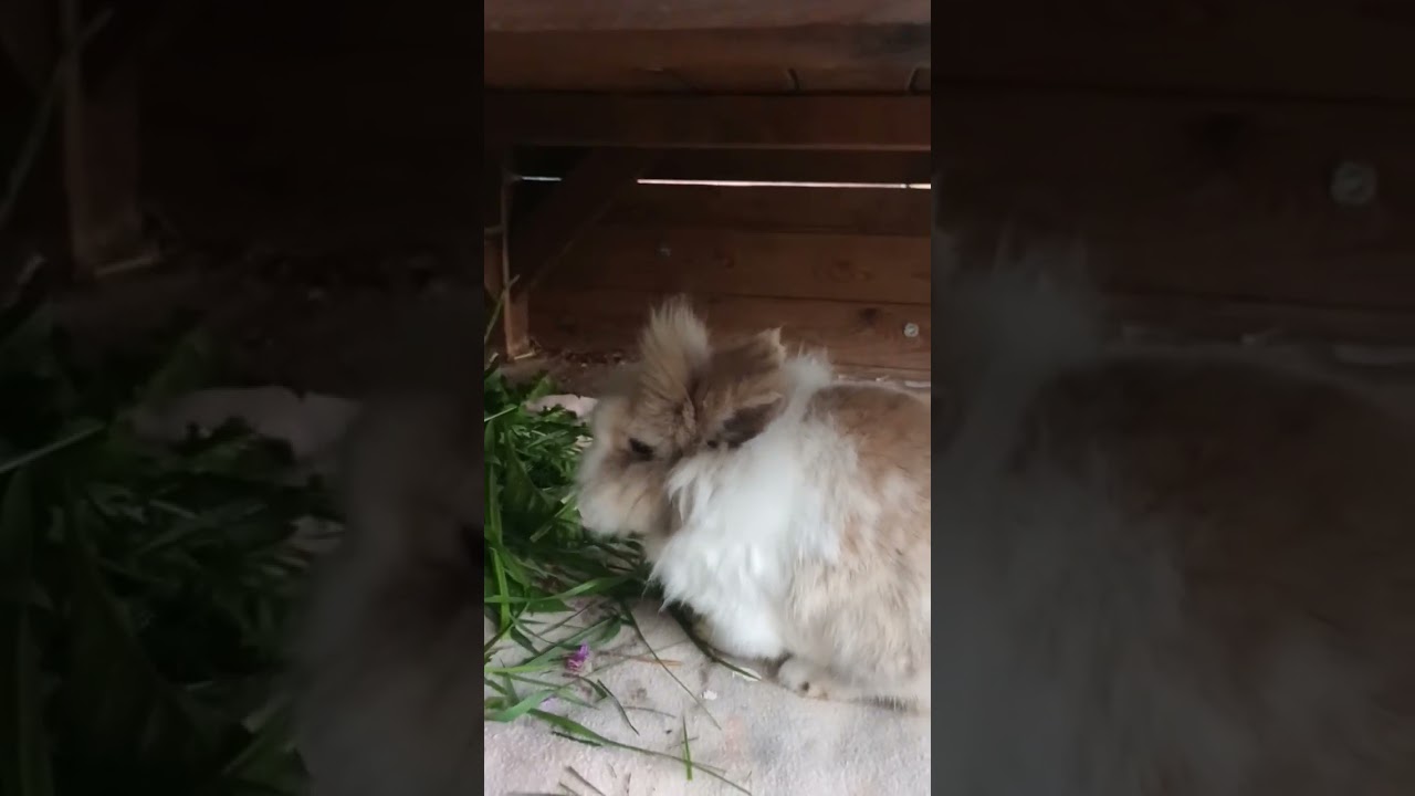 Das sind Nala und Flecki🐇🥕