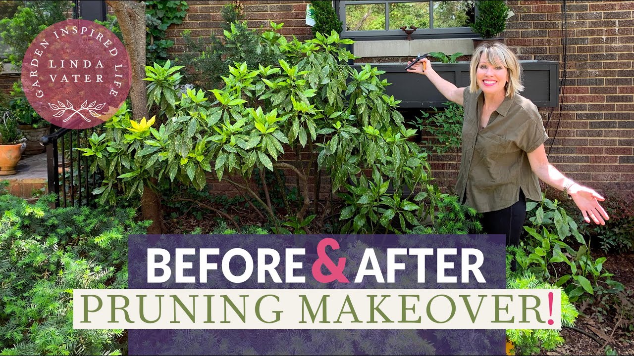 GARDEN MAKEOVER: Shrub Transformation! #pruning