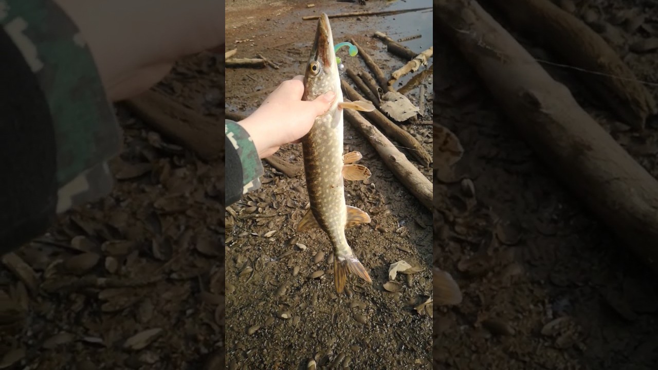 Щука на джиг, таких отпускаем #рыбалка #shorts #щука #fishing #spinningfishing #fish #spinfishing