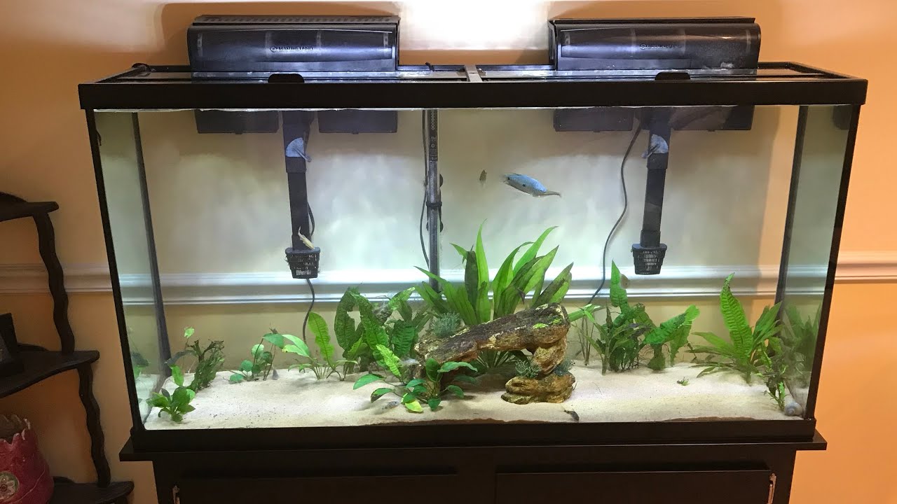 PetSmart marineland 60 gallon fish tank review