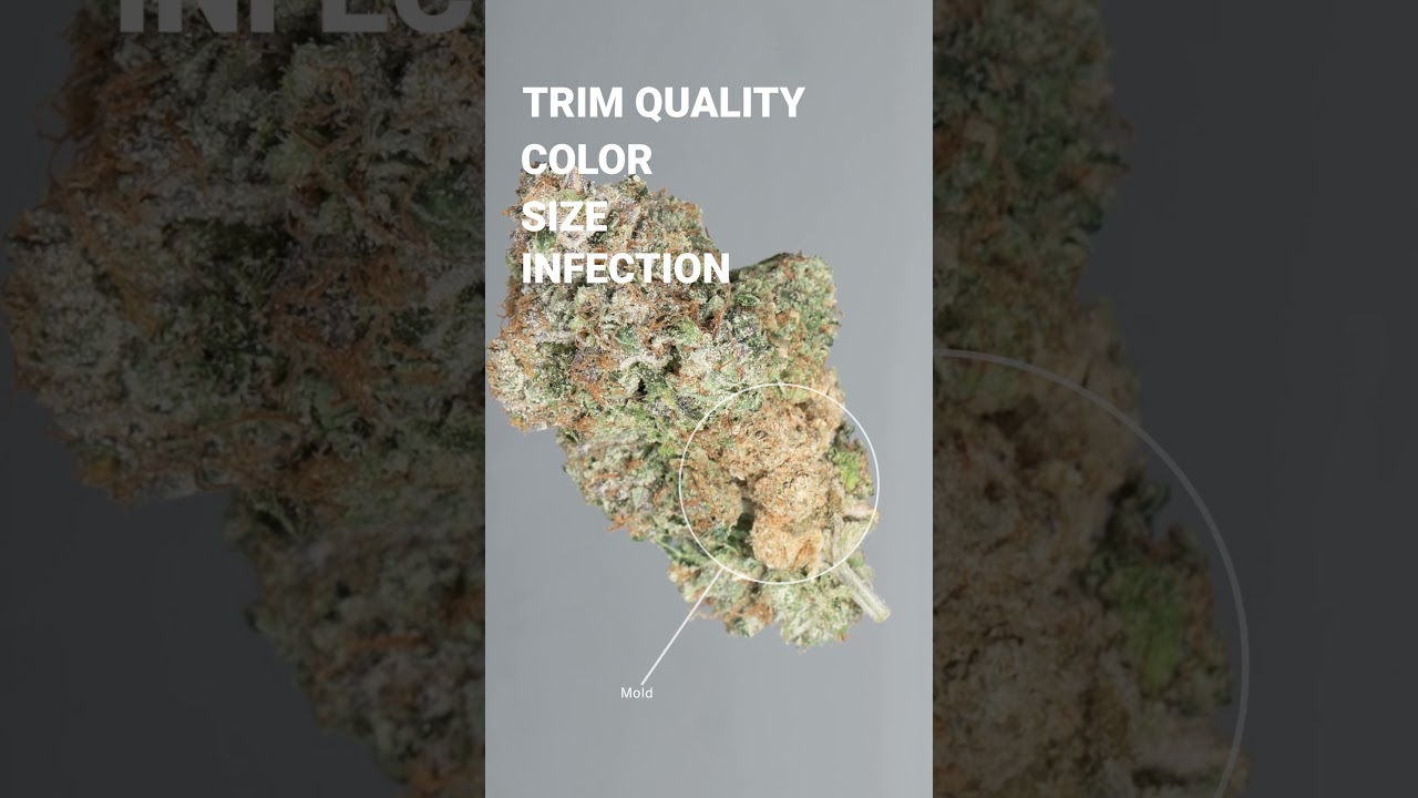 Marvel AI: Elevating Cannabis Grading with Precision and Speed