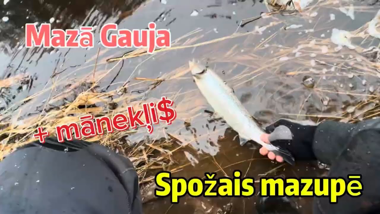 La&scaron;i un taimiņi! Spožais mazupē