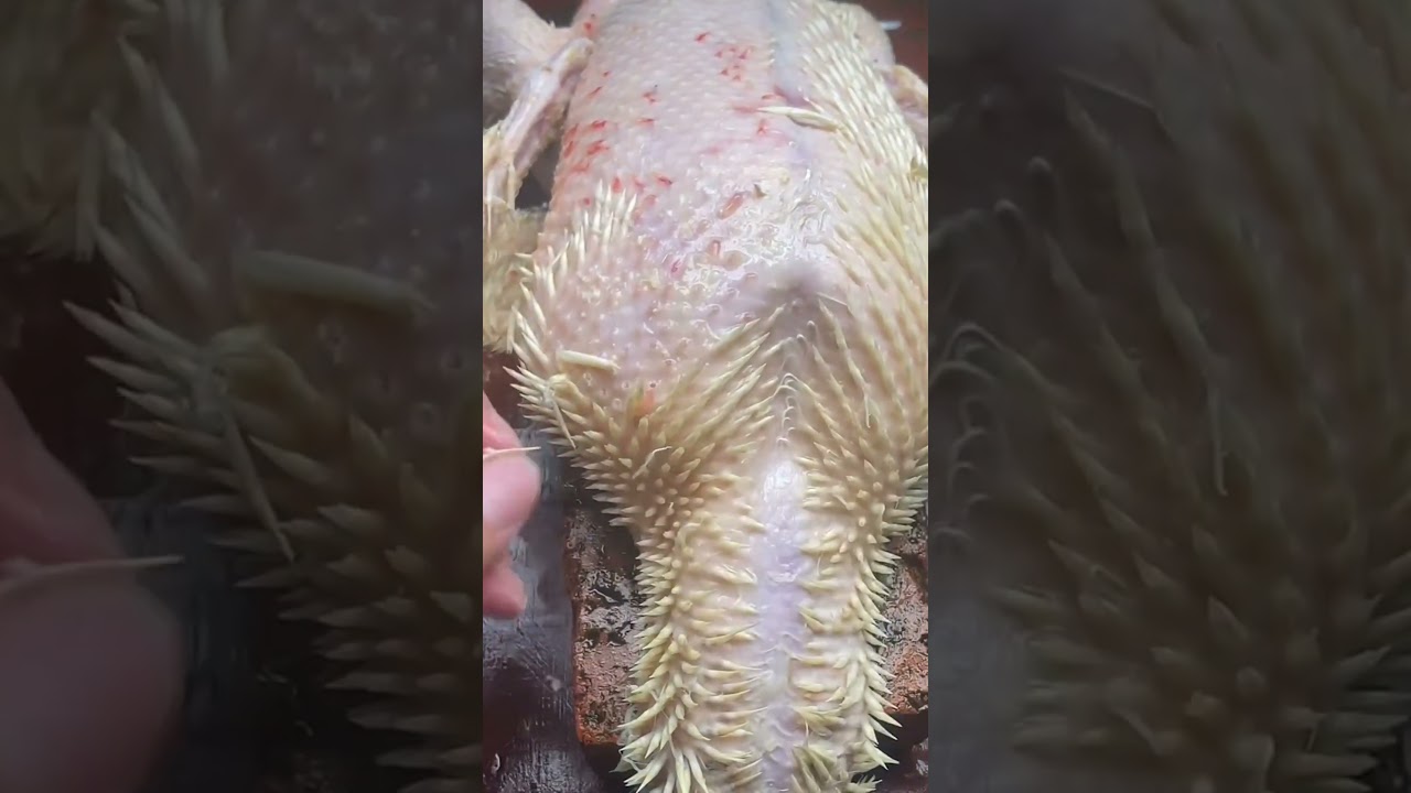 Tavuk T&uuml;y&uuml; Yolma Makinesi