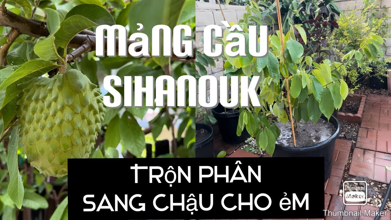 Mới Collectted Được Em Mảng Cầu Sihanouk Compochia Đẹp tt593