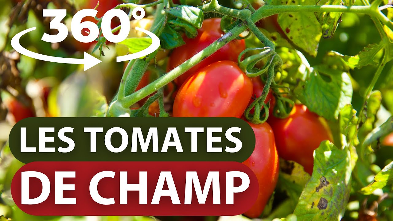 360 SUR LES TOMATES DE CHAMP :