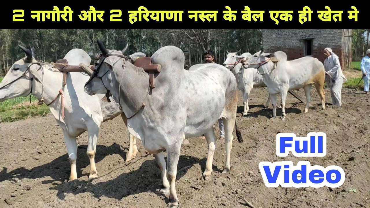 2 Haryana and 2 Nagori #OX in one Field 👍 Full official Video लाखों की कमाई करने वाले #किसान के #बैल