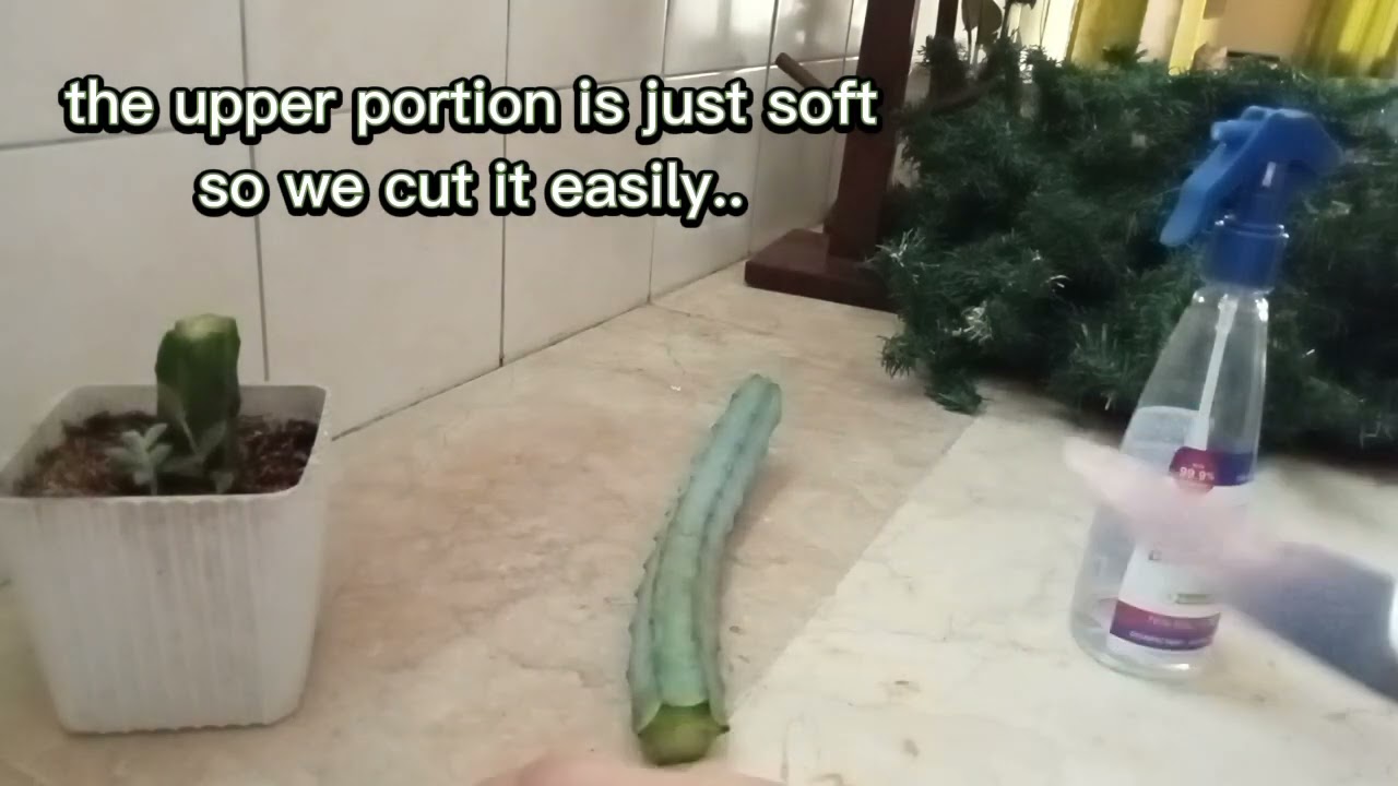 Cutting & Planting Blue Boy Cactus!😍 (Myrtillocactus Geometrizans)