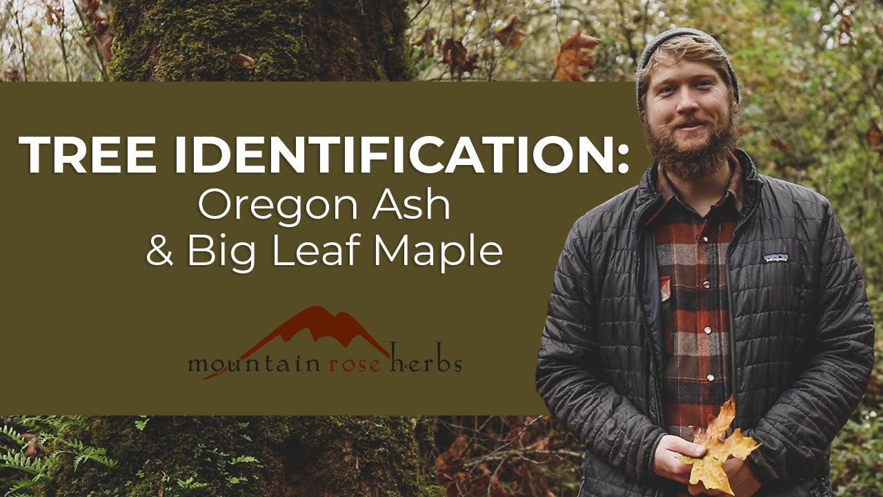 Tree Identification: Oregon Ash and Big Leaf Maple
