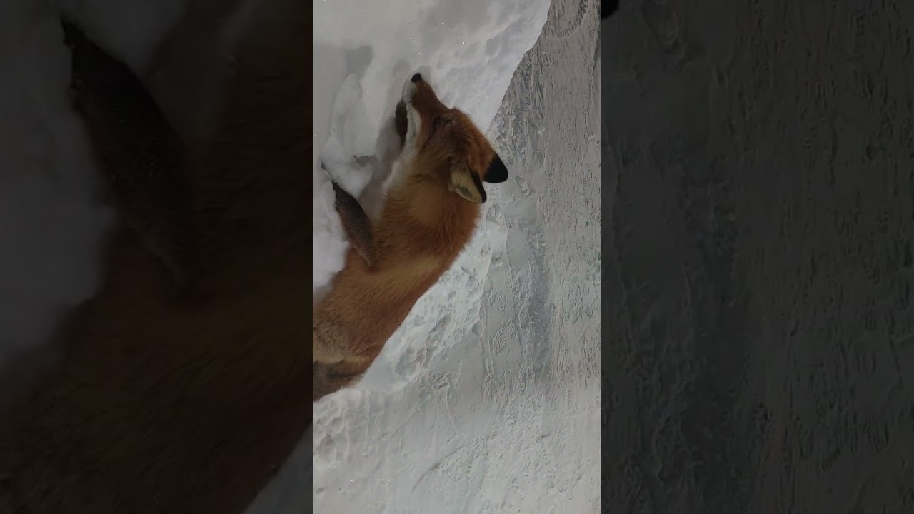 8 марта 2026 г.