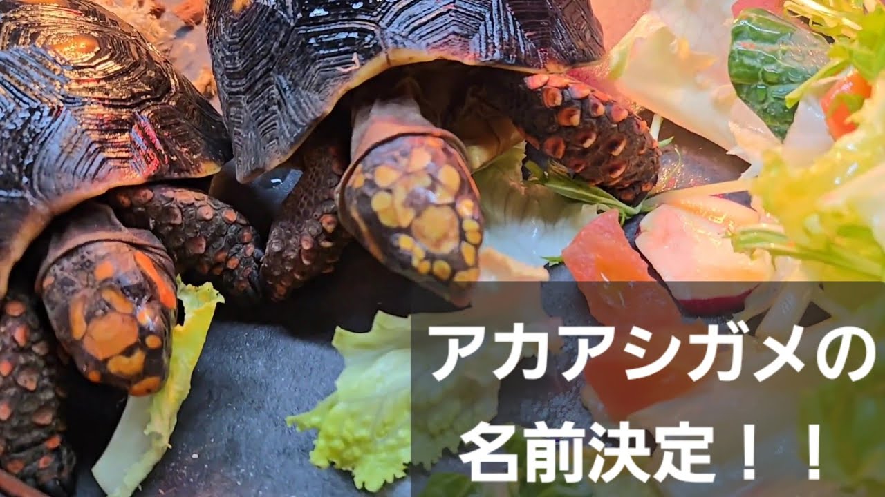 アカアシガメの名前決定！それと他の子達の成長記録 #リクガメ #爬虫類 #turtle 