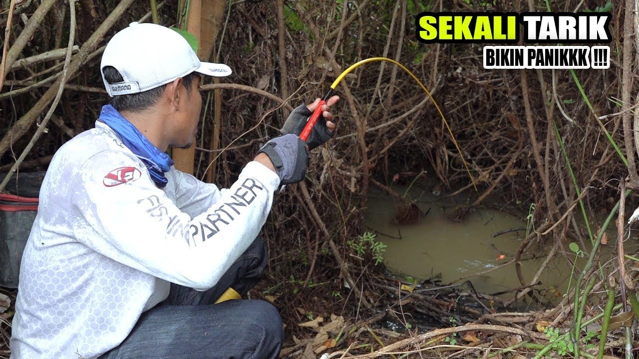 Kalang kabut!!! Umpan pemancing turun langsung di gasak ikan #SG-465