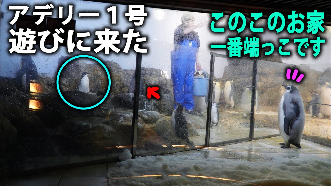 【エンペラーにも挨拶】飼育員さんも説明・エンペラーペンギン赤ちゃんのエリア・アデリー広場１号が来た～