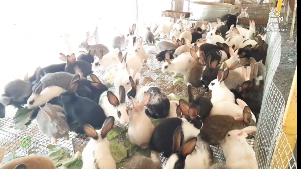 முயல் குட்டி இறப்பு இல்லாமல் பராமரிப்பது எப்படி #viral #shorts #pets #short #trending #rabbit #farm 