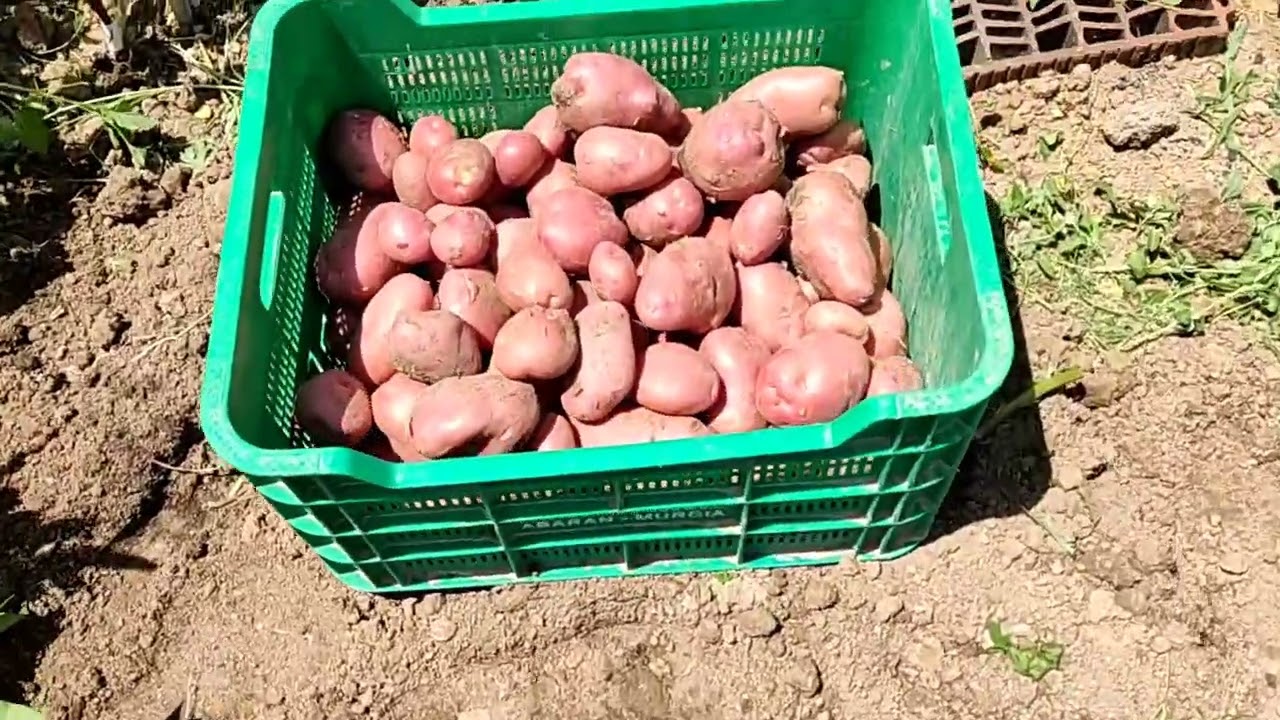 Probando nuestras patatas rojas (Desir&eacute;e)