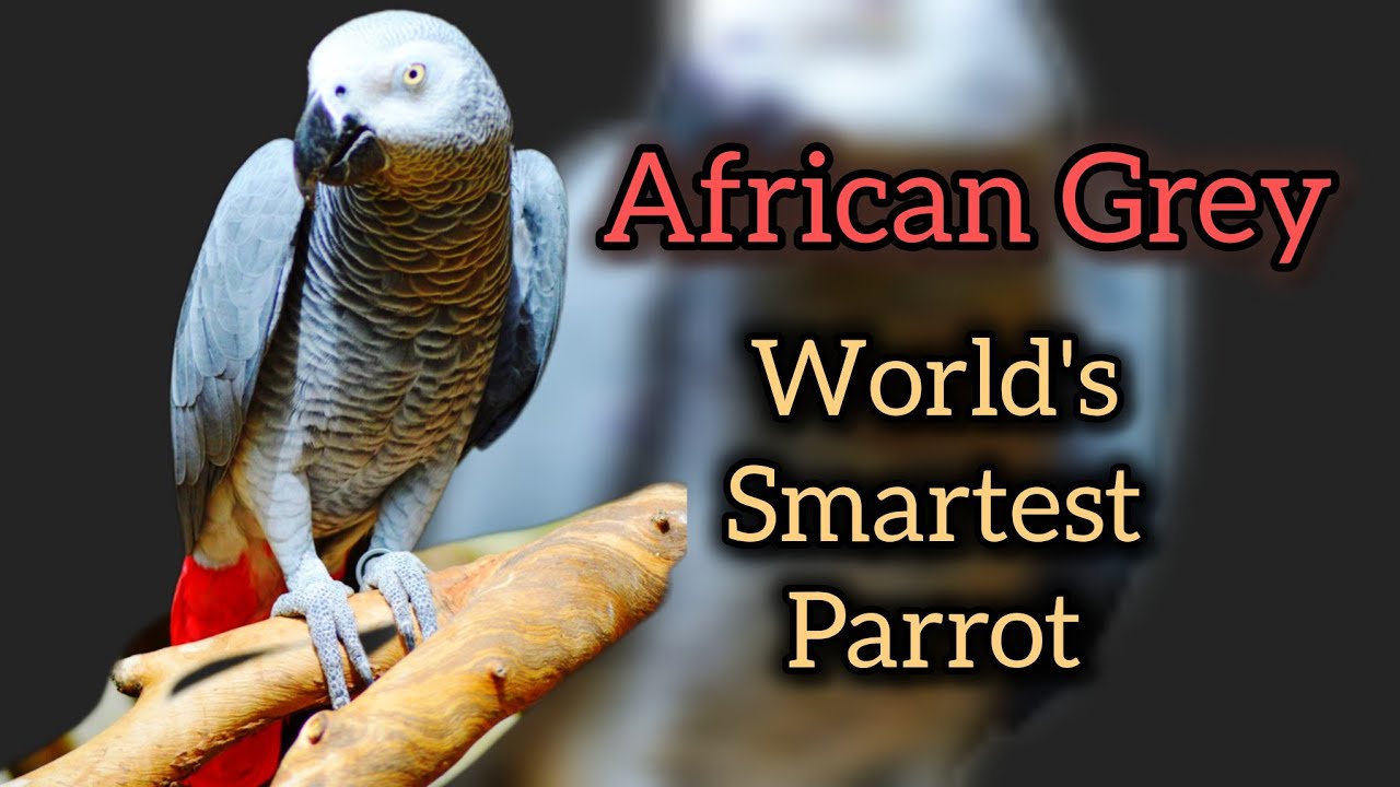 How Smart Is the African Grey Parrot? 🦜 | World’s Most Intelligent Talking Bird