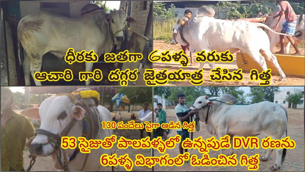 🦁🏆ధీరకు జతగా 6పళ్ళవరుకు జైత్రయాత్ర చేసిన ప్రస్తుతం కే.నిస్సార్ బుడ్డ గిత్త చరిత్ర(ఆచారి చిన్నది)🦁🏆