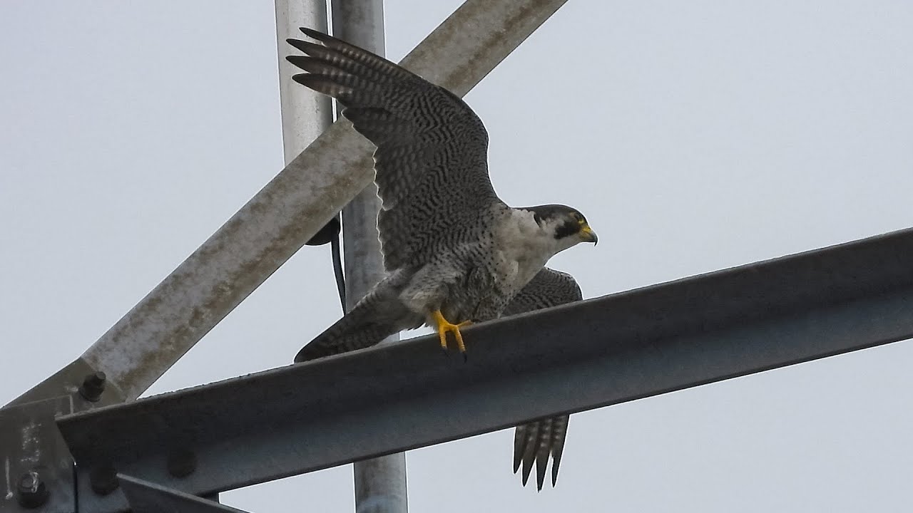 Peregrine Falcons in Limerick city centre, August 2020